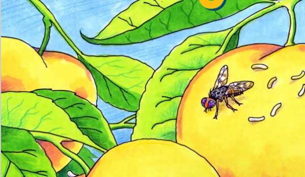 Buzz off Fruit Fly